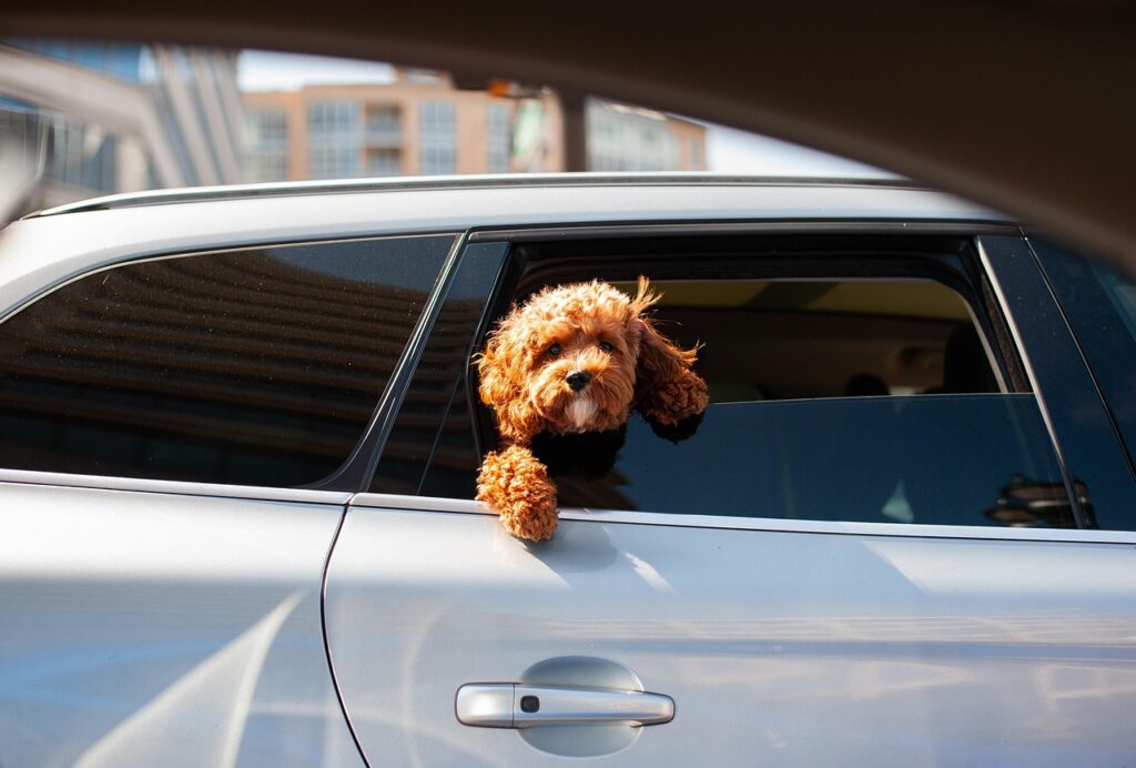 dog, puppy, pet, cute, doggy, animal, car, canine, nature, perro, fur, car wallpapers, mascota