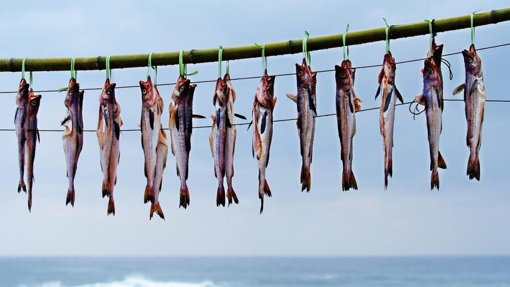 pollock, dried fish, food, sea, dried pollock, drying, preservation, nature, gangneung, sichuan, republic of korea, pollock, pollock, pollock, pollock, pollock, dried fish, dried fish, dried fish