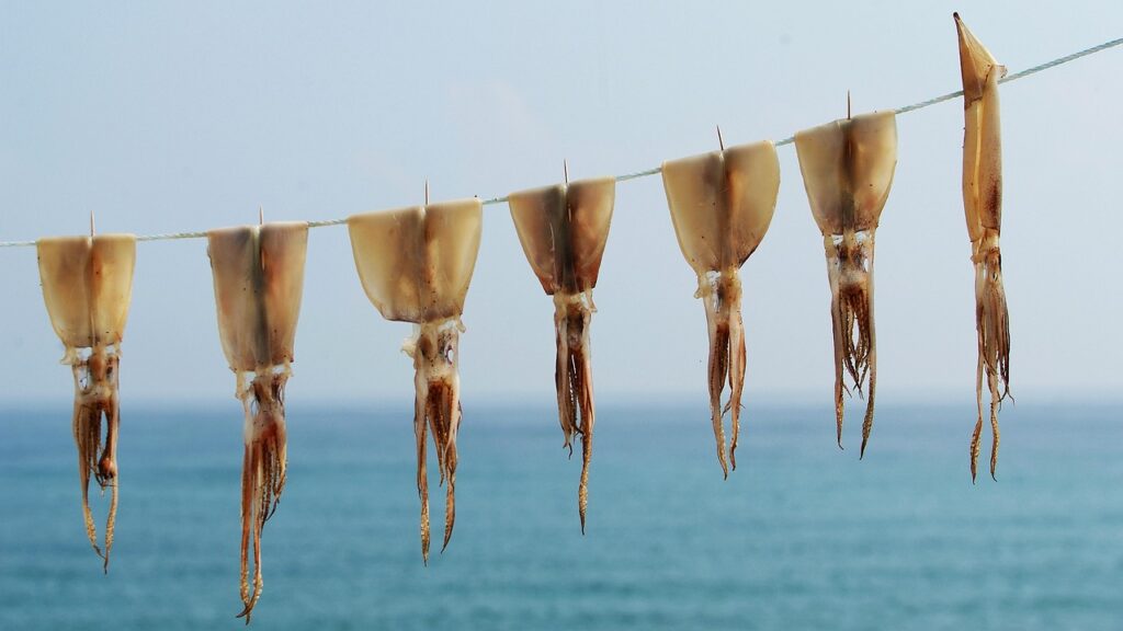 squid, dried squid, food, sea, drying, preservation, nature, gangneung, sichuan, republic of korea, squid, squid, squid, squid, dried squid, dried squid, dried squid, dried squid, dried squid