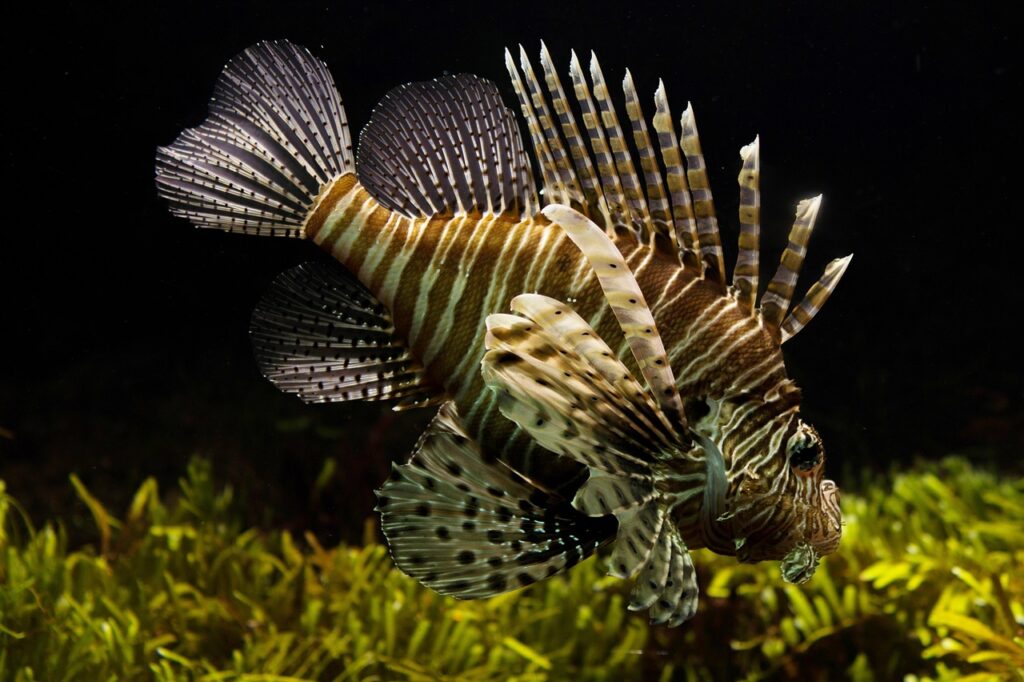 lionfish, underwater, fish, swimming, sea creature, sea animal, ecosystem, tank, nature, fish tank, aquarium, close up