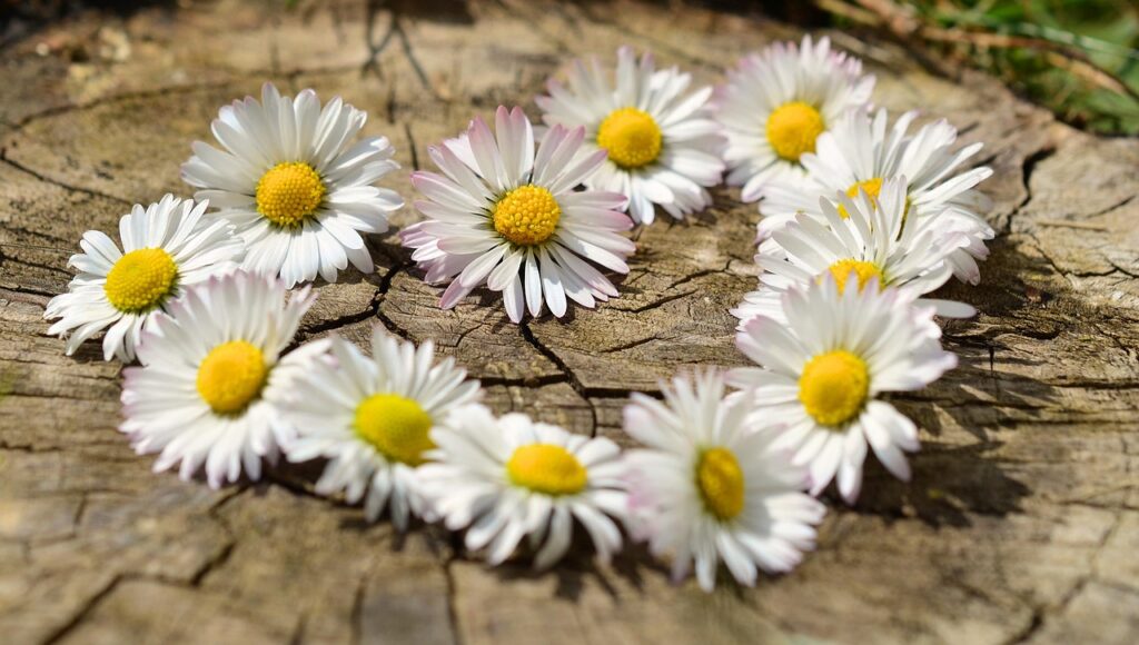 daisy, heart, blossoms, flower heart, spring, heart-shaped, love, nature, garden, white, row