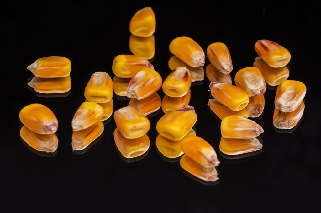 corn, crop, organic, mirror, agriculture, food, reflection, corn, corn, corn, corn, corn