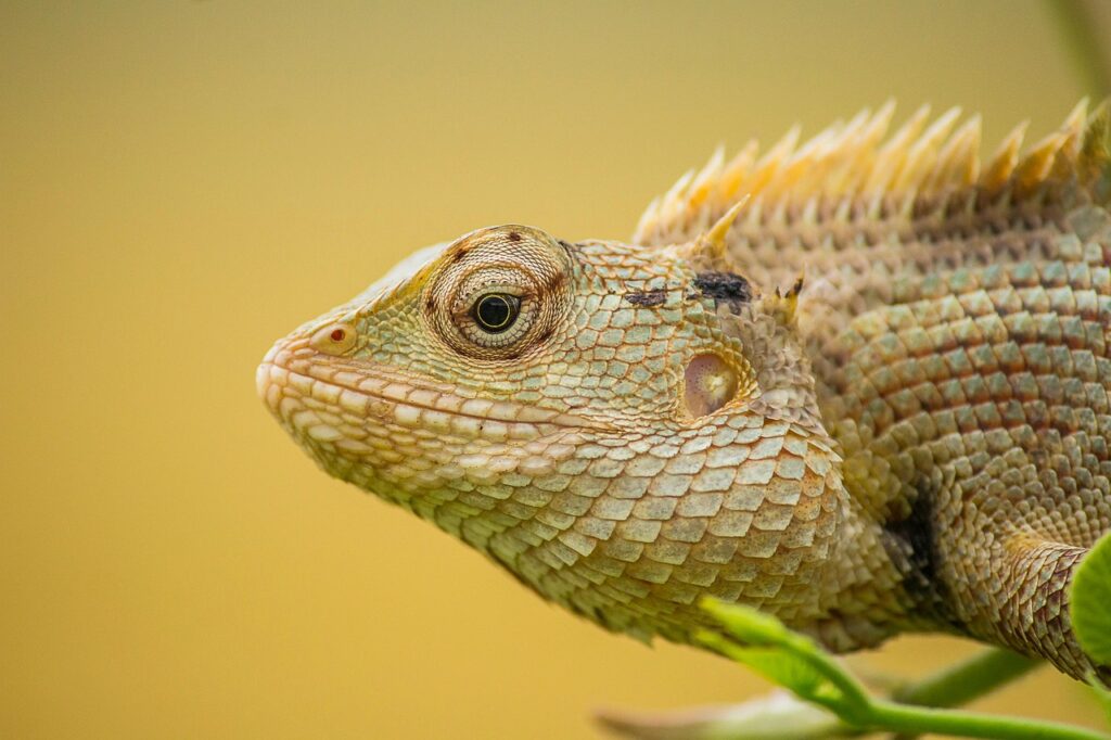 animal, wildlife, nature, chameleon, reptile, species, fauna, creature
