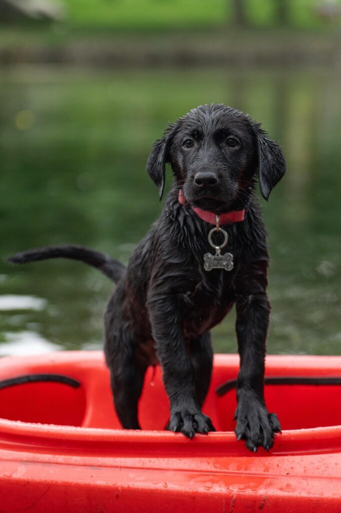 labrador, kayak, black labrador, nature, border collie, dog, puppy, pet, swimming, cute, animal