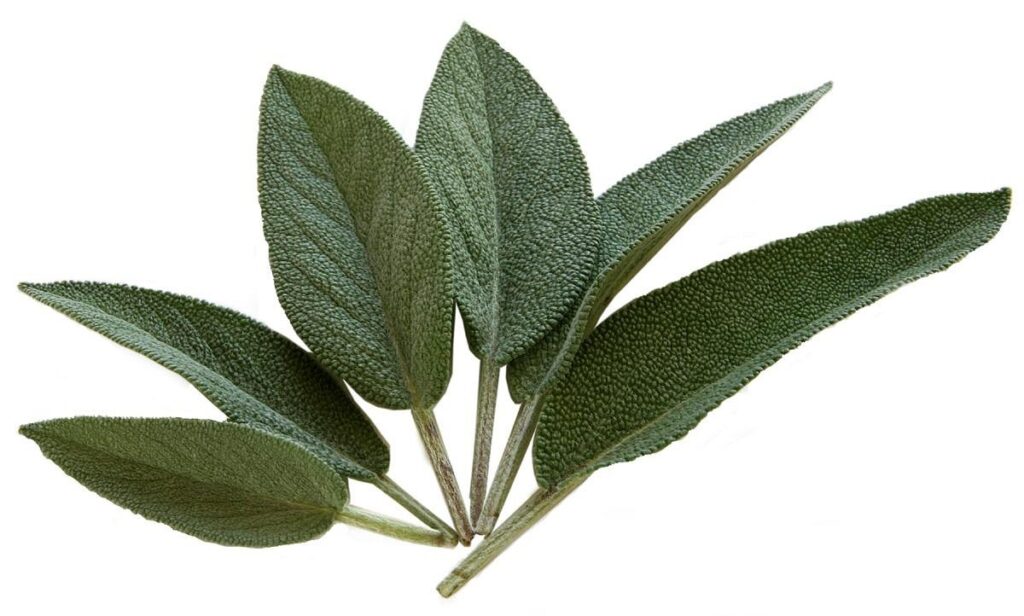 sage, kraeuer, seasoning, sage leaves, food, meal, edible, sage, sage, sage, sage, sage