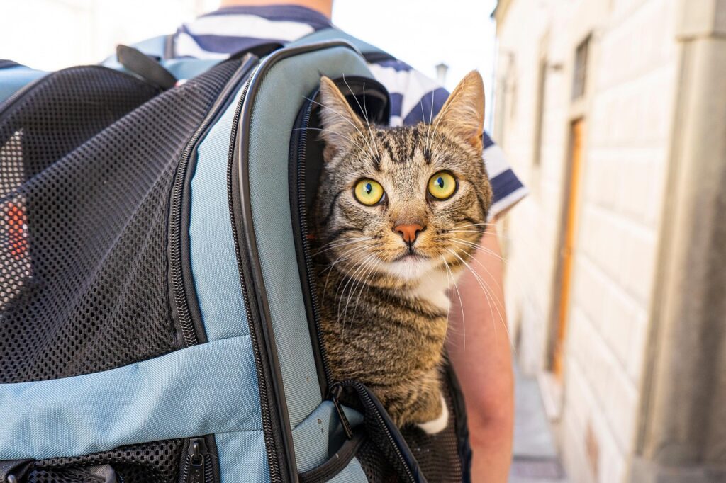 cat, nature, animal, travel, pet, portrait, adventure, holiday, backpack, animals