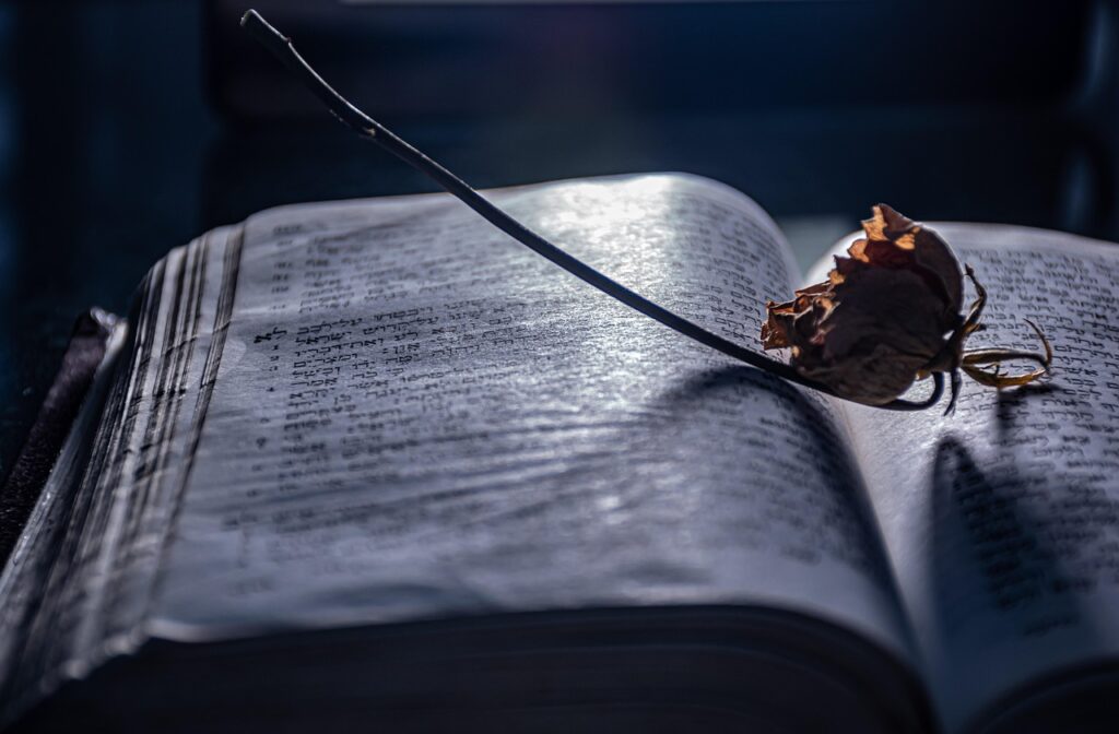 open book, nostalgia, mood, literature, reading, library, twine, vintage, book wallpaper, novel, bookmark, book shelf, book cover, free line, chapter, bookworm, light of knowledge, artsy, content, new page, hebrew text, storytelling, scroll, textured page, dry flower, storytelling, storytelling, storytelling, storytelling, storytelling