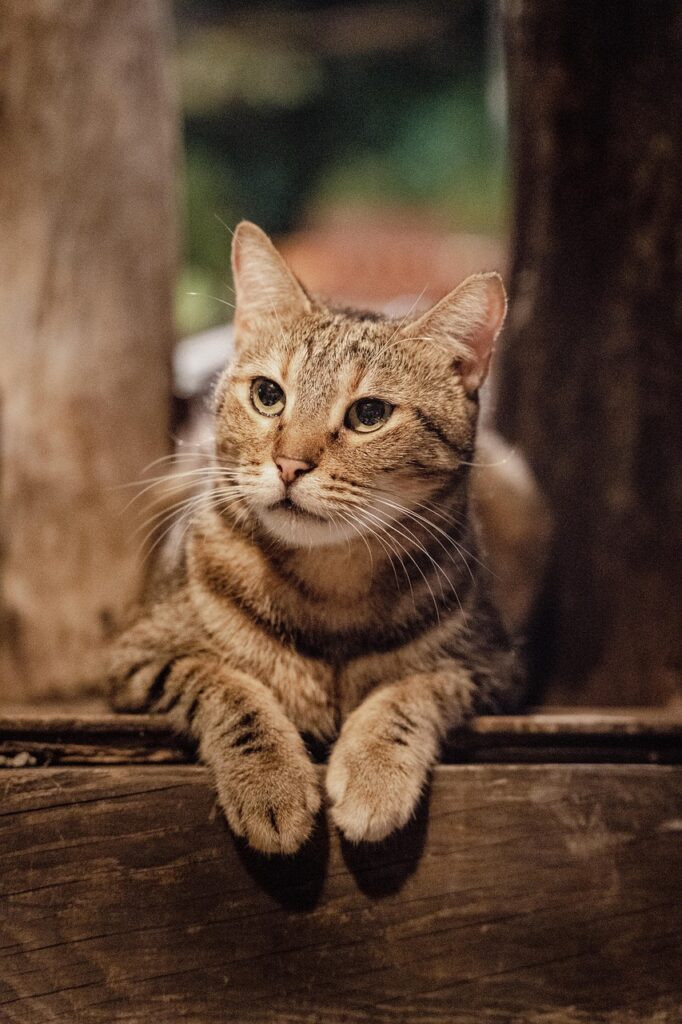 cat, portrait, vintage, travel, animal, nature, landscape, pet