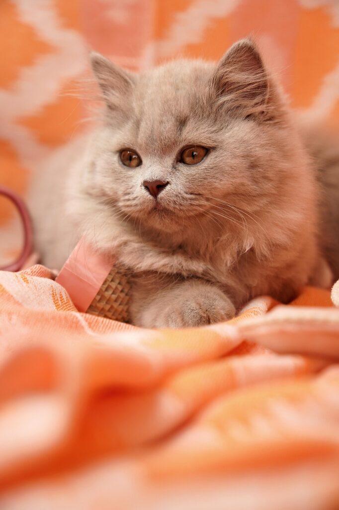 british shorthair, british longhair, lilac, kitten, long hair, cat, portrait, cat breeder, cat baby, cat child, cute, animal, cat breeding, pet, breeding cat