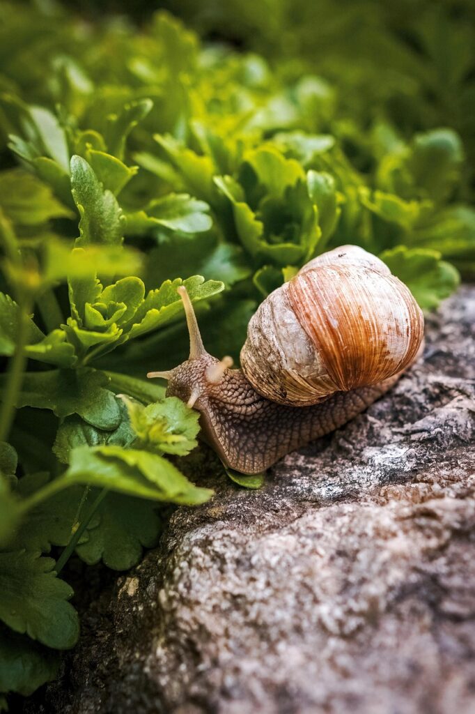 snail, shell, mollusk, gastropod, casing, snail shell, crawl, nature, closeup, green, leaves, snail, snail, snail, snail, snail, leaves, leaves