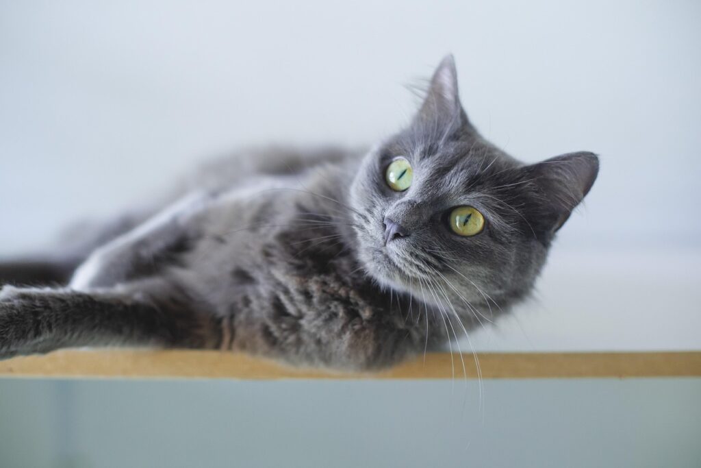 cat, grey cat, animal, feline, nature, pet