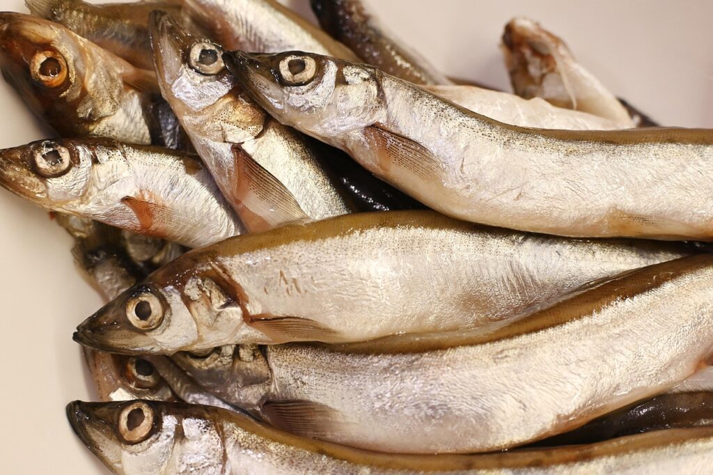 fish, capelin, food, cooking, nature, fresh