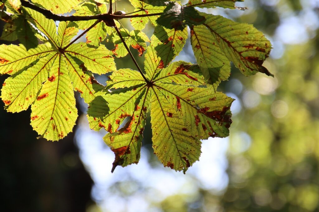 autumn, forest, nature, leaves, tree, chestnut, discoloration, botany, seasonal, season, fall