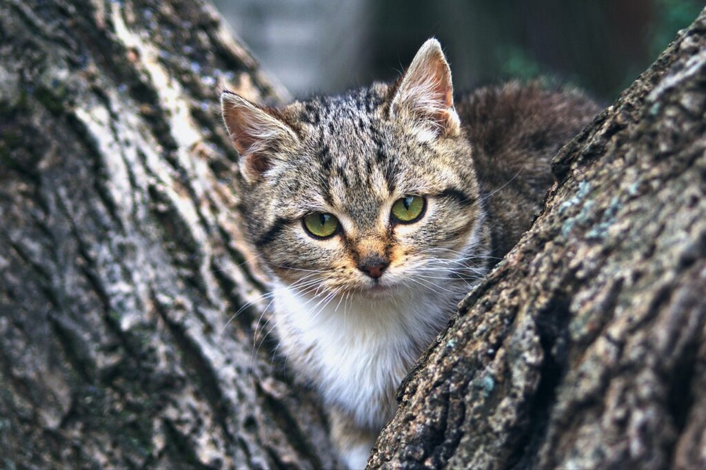 cat, kitten, pet, nature, animal, tree