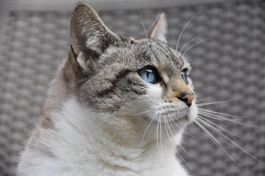 cat, pet, feline, animal, european cat, alley cat, predator, pussy cloud, blue eyed cat
