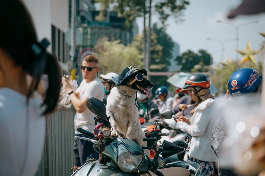 dog, animal, pet, puppy, cute, nature, story, travel, funny