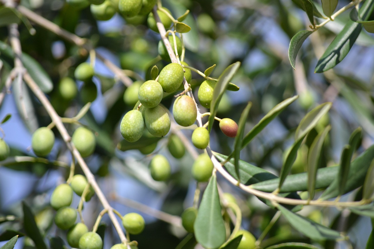 olives, green olives, olive grove, green, oil, olive harvest, branch of olives, to collect, olive, cultivate, agriculture