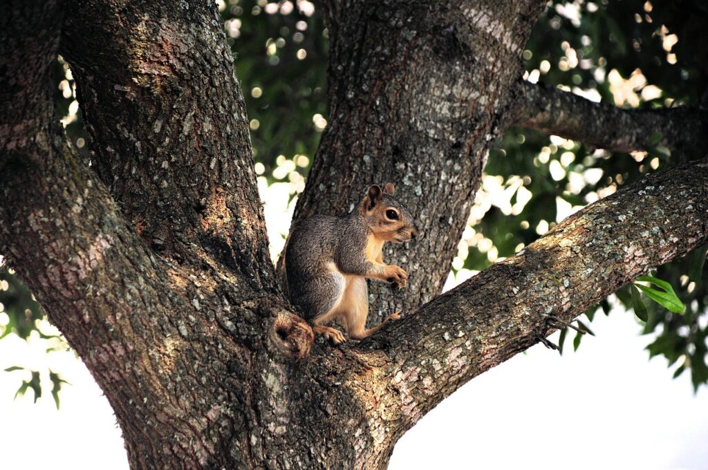 squirrel, animal, rodent, tree, wildlife, nature, mammal, fauna, backyard