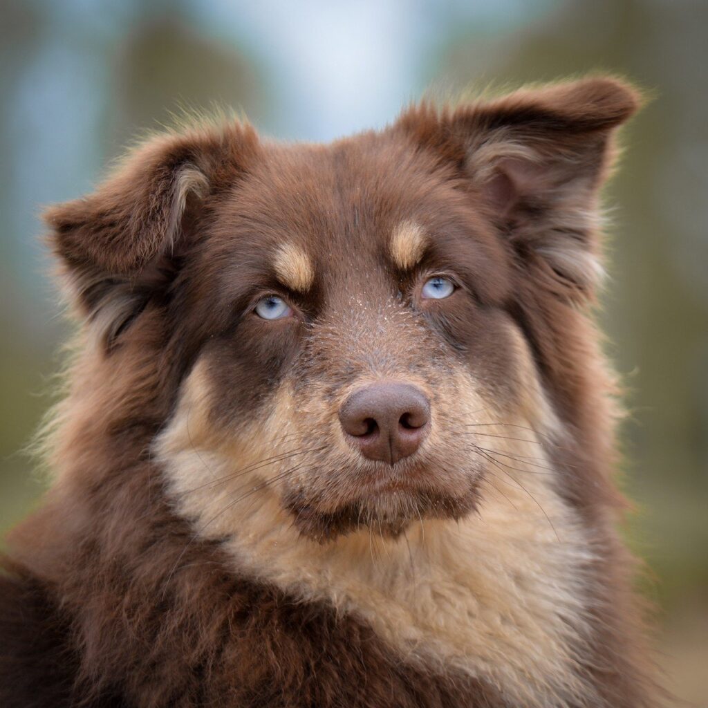 dog, australian shepherd, pet, portrait, eyes, animal, brown, sweet