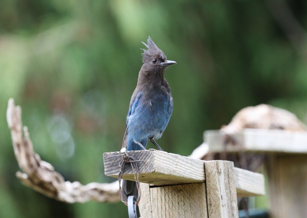 blue jay, jay, bird, nature, wildlife, plumage, avian