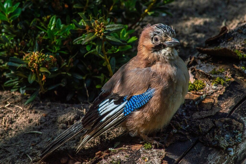 jay, bird, animal, wildlife, plumage, ornithology, bird watching, nature, beak, feathers, forest, eye, floor, flying, splendid, races, attentive