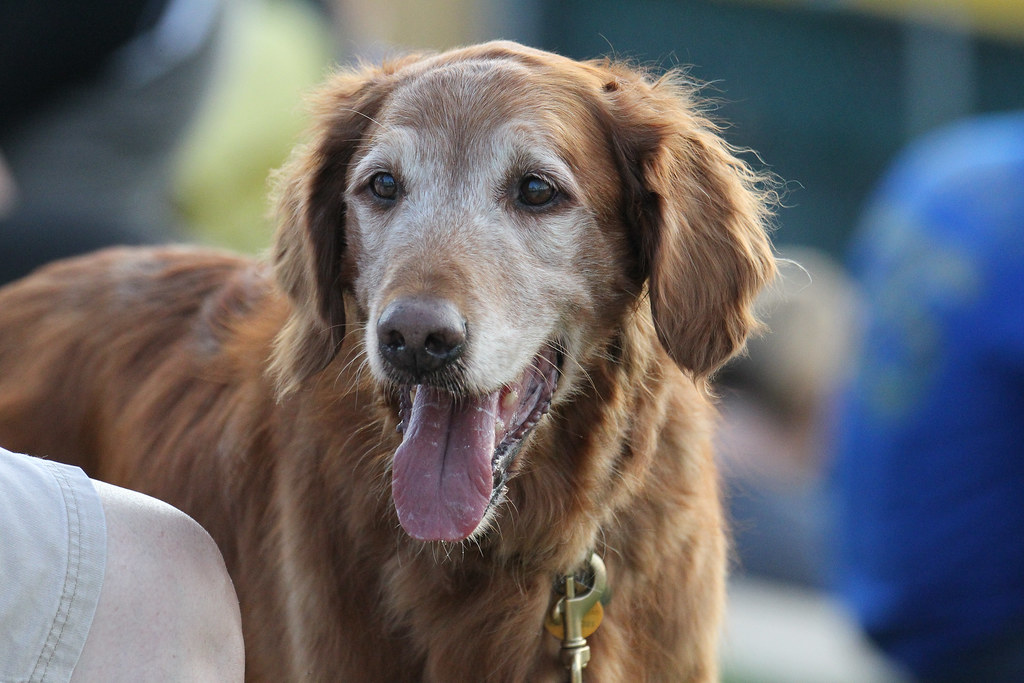 Tears of Joy: Why Adopting a Senior Dog is the ‘Best Thing’ You’ll Ever Do for a Wiser, Loving Companion
