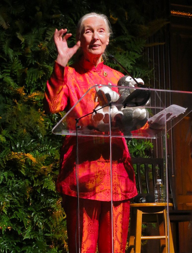 Jane Goodall, Visionary Primatologist and Tireless Conservationist, Dies at 91: A Legacy Unveiled