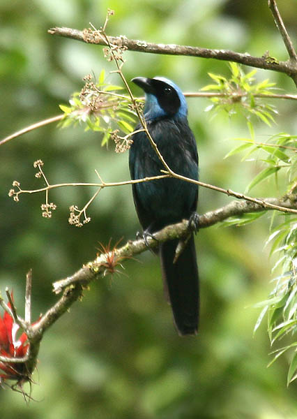 The Curated Collection: Unpacking North America’s Most Distinctive Jay Species – An Exclusive Ornithological Showcase The Curated Collection: Unpacking North America’s Most Distinctive Jay Species – An Exclusive Ornithological Showcase