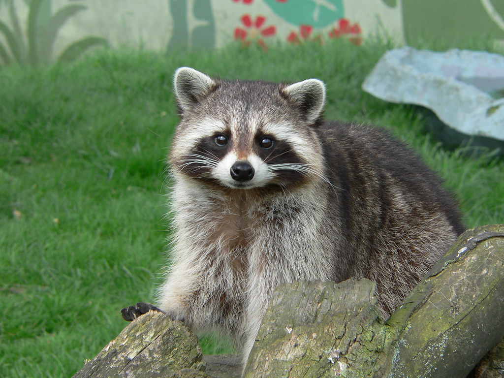 Seriously, Don’t Even Think About It: These 9 ‘Pets’ Are Way Too Lame (And Problematic) To Keep At Home
