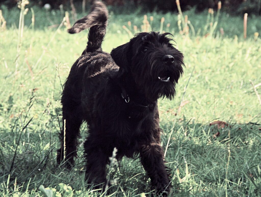 a black dog standing in a field of grass