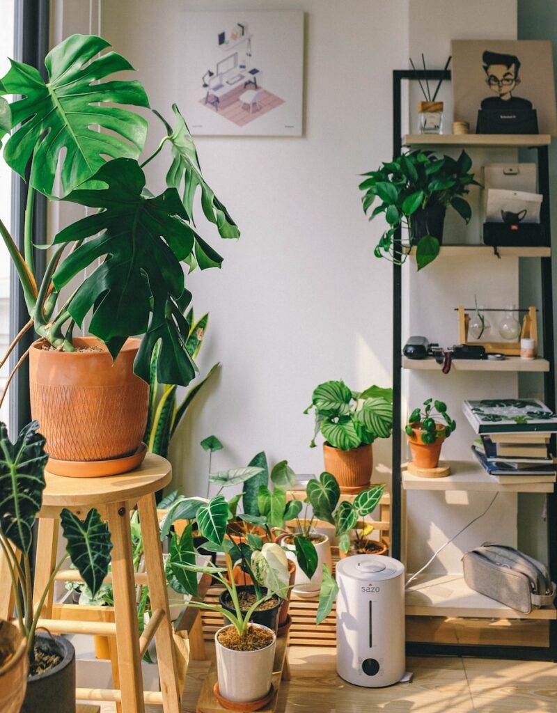 15 Houseplants That Are Impossible to Kill Even for Beginners