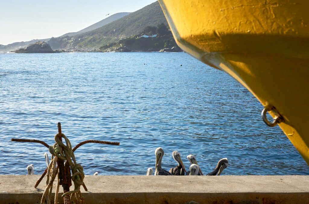 a bunch of birds that are by a body of water