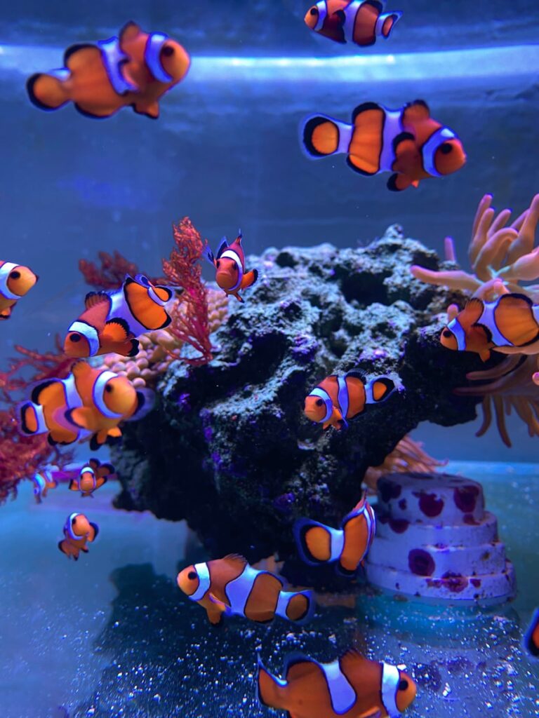A group of clown fish swimming in an aquarium