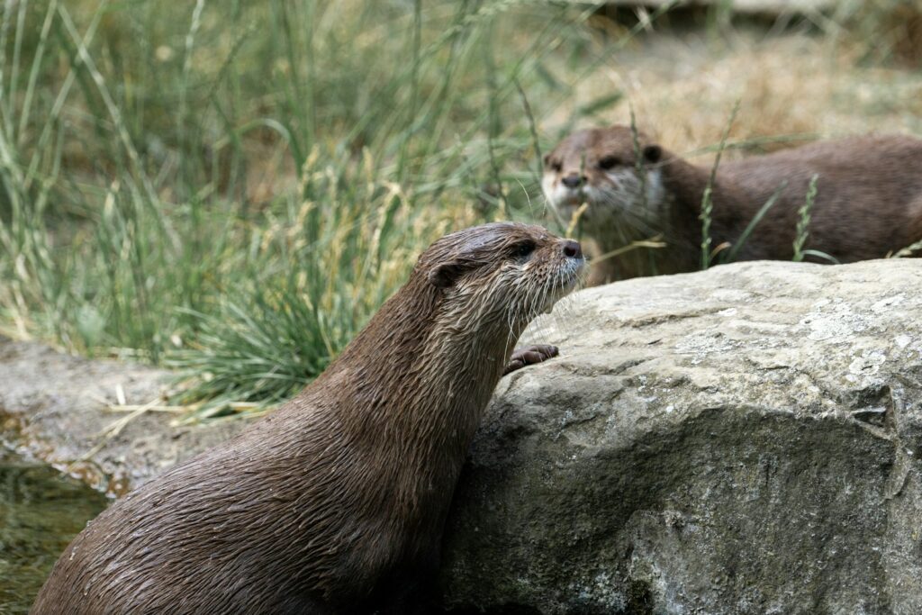 a couple of otters standing on top of a rock