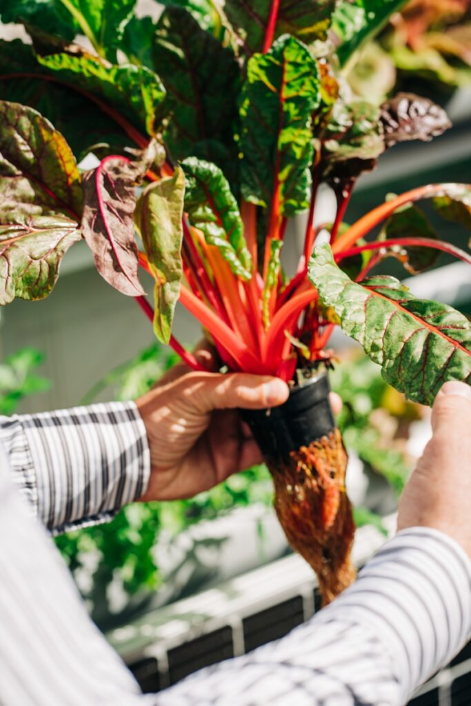 a person holding a plant