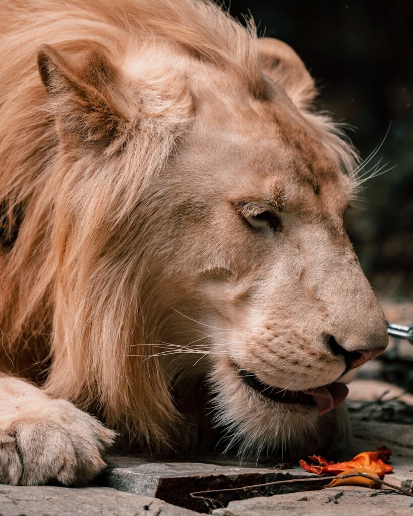 a lion eating carrots