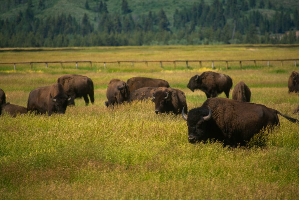 a group of buffalo in a field
