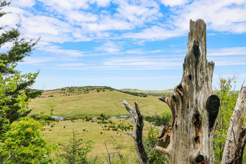 brown tree trunk on green grass field under blue sky during daytime