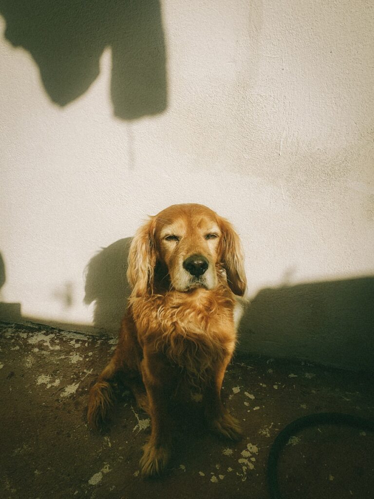 a brown dog sitting next to a white wall