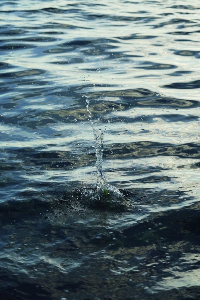 A bird is splashing water on the surface of the water