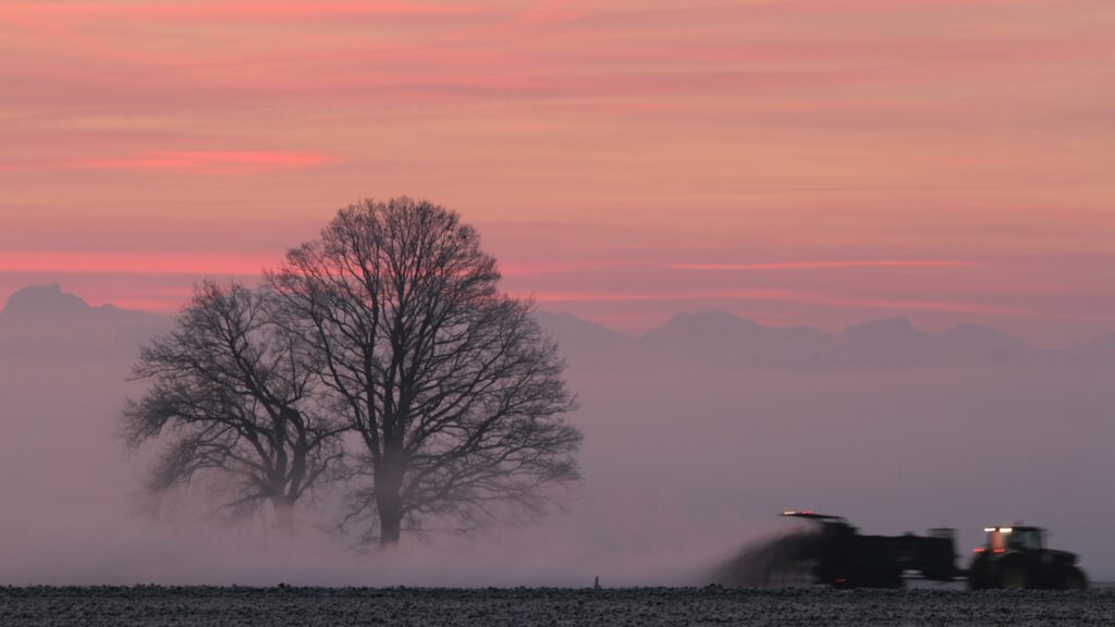 leafless tree on snow covered ground during daytime