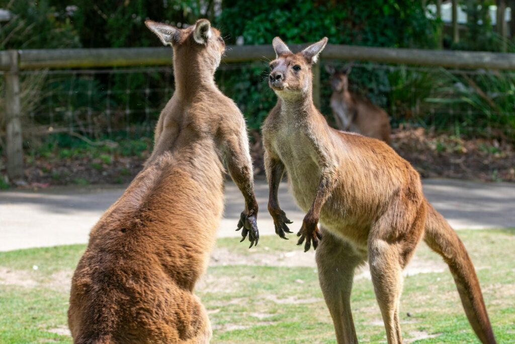 Kangaroos appear to be facing off and getting ready.
