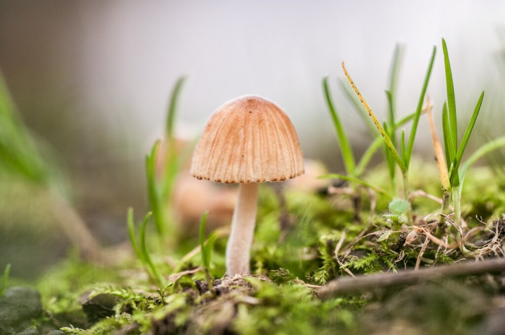 a small mushroom sitting on top of a moss covered ground