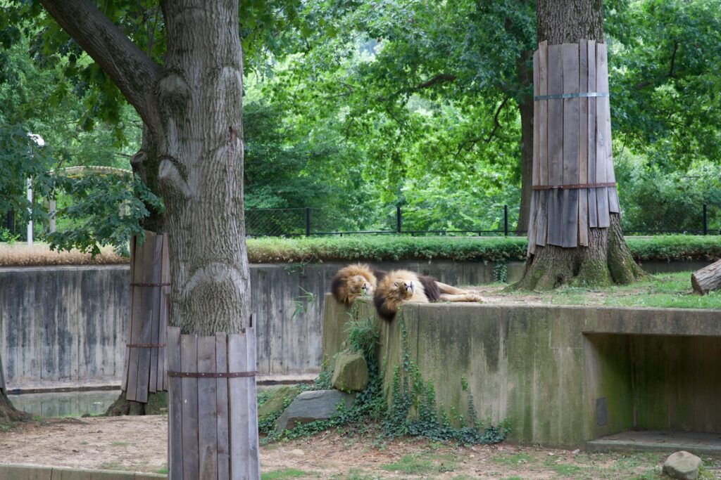 a couple of bears in a zoo exhibit