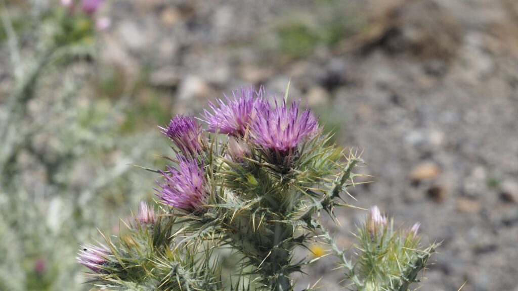 a close up of a purple flower on a plant