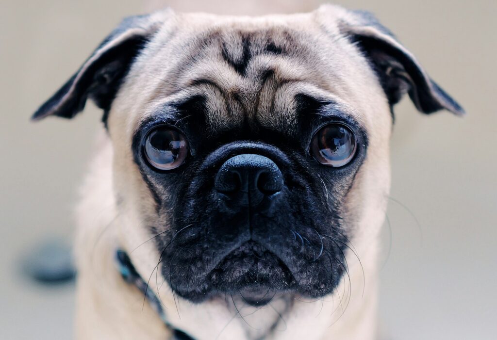A pug dog with a sad look on his face
