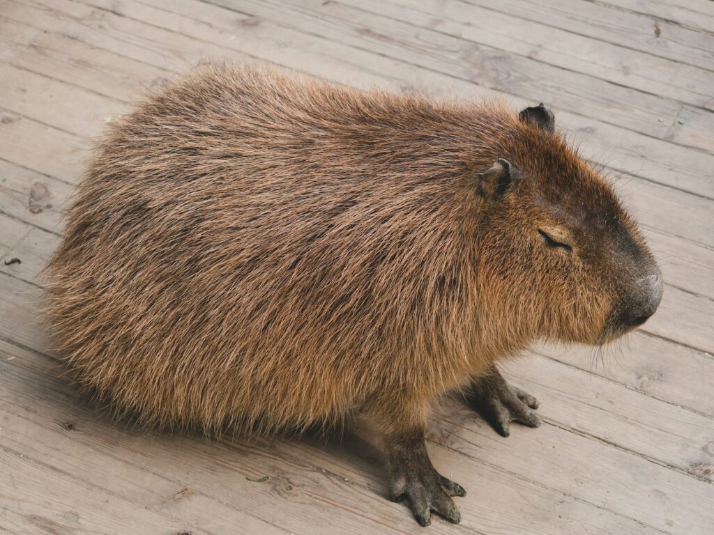 A capybara is sitting on a wooden floor