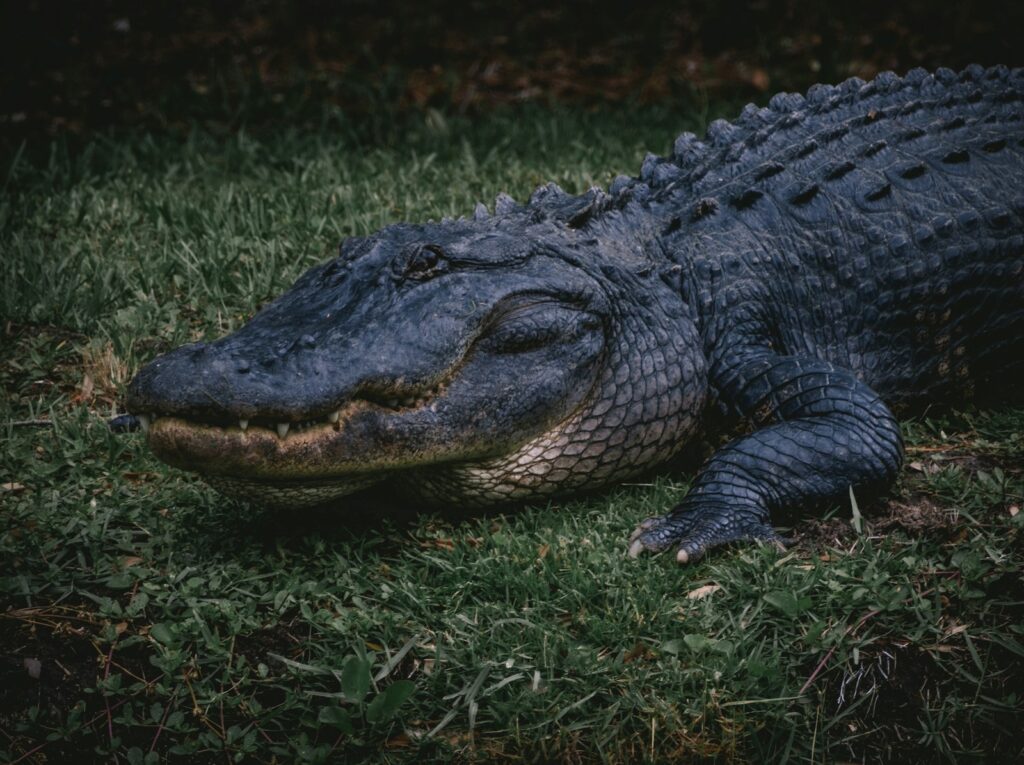 a large alligator laying on top of a lush green field