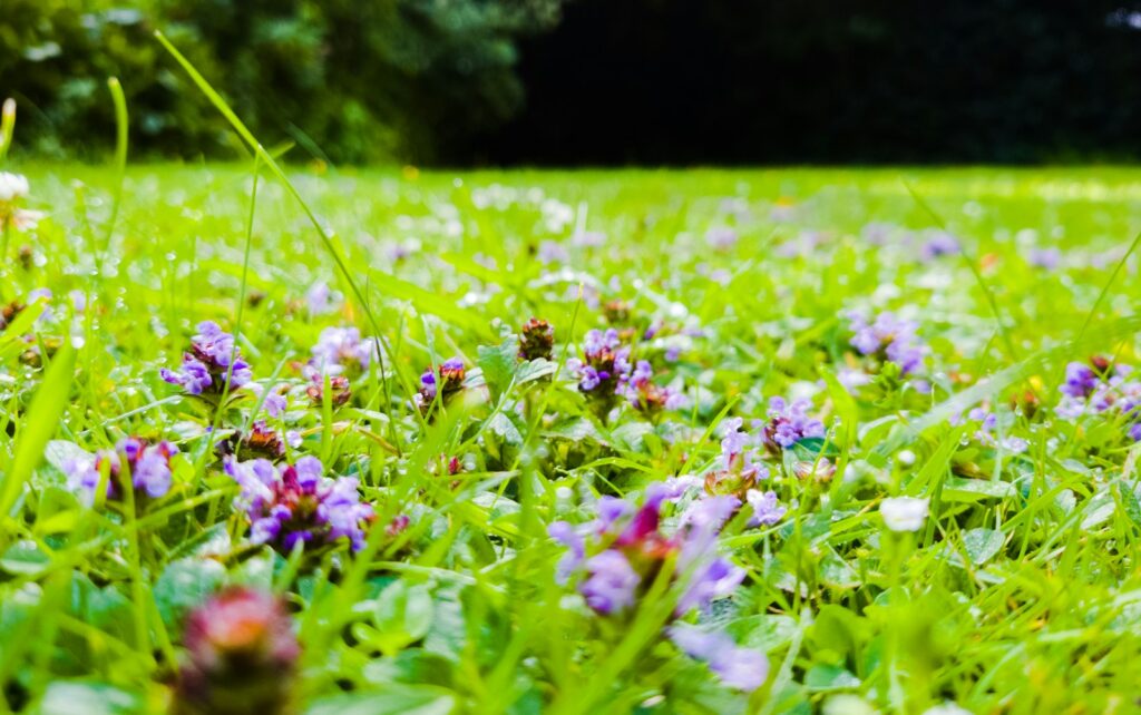 pink and white flowers on green grass field