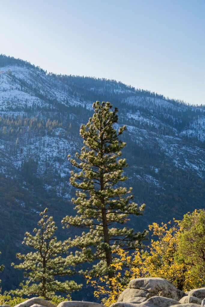 a group of trees on a mountain